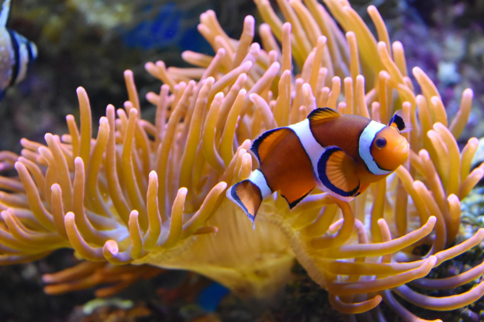 Vibrant clownfish in Nausicaá's anemone