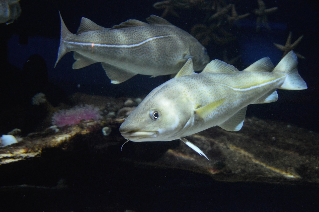 Twee kabeljauwen zwemmen in het aquarium van Nausicaá