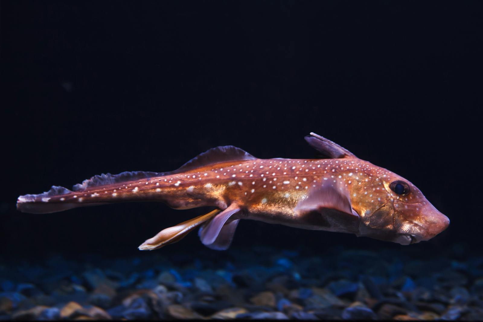 Stjärnhaj simmande i Nausicaás akvarium