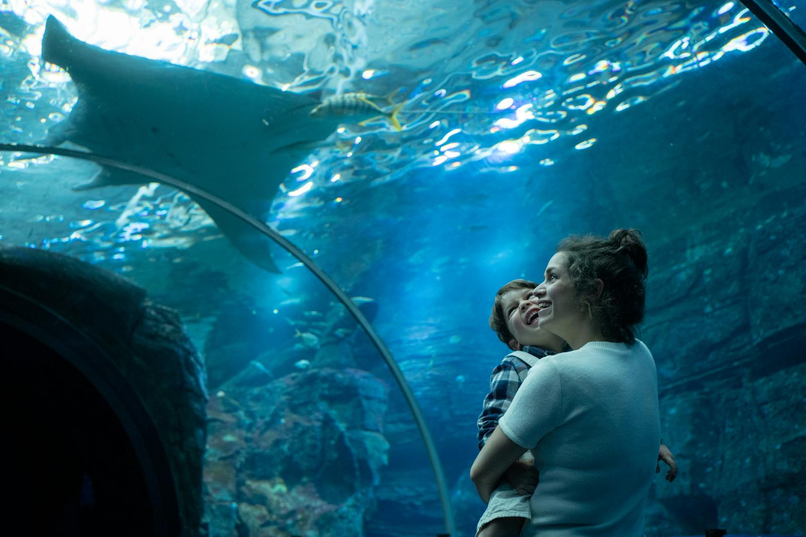 Nausicaá 观赏水族馆中的蝠鲼
