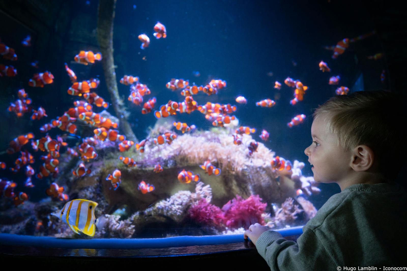 儿童在娜乌西卡海洋馆水族箱前被鱼类吸引